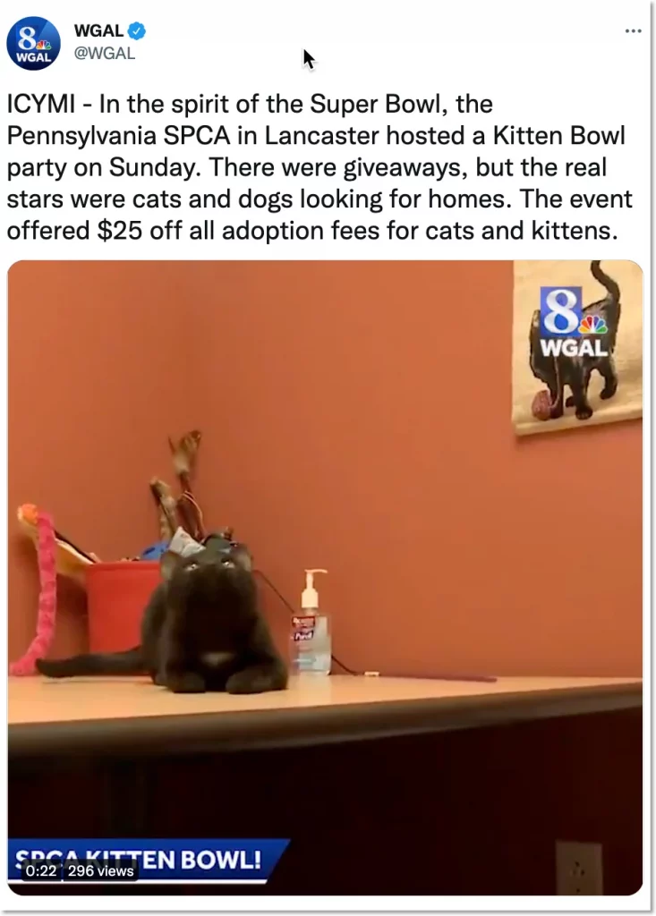 cat day giveaway idea: twitter giveaway
