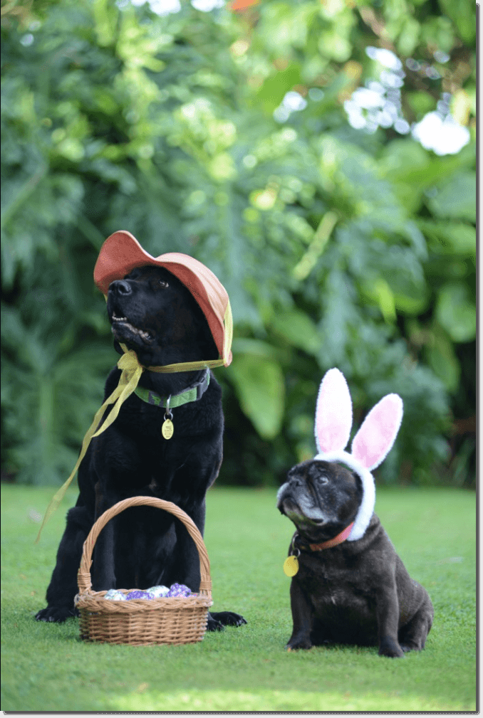 Easter promotion ideas: a pet photo contest. The image shows a large, black dog wearing an orange hat, and a short brown pug wearing pink rabbit ears. They are sitting on a grassy lawn with a basket full of Easter eggs.