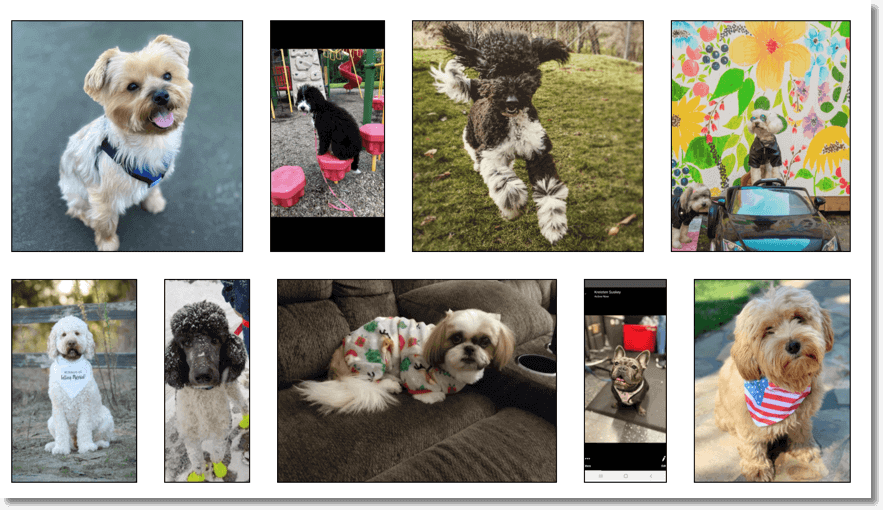 online awards dogtv