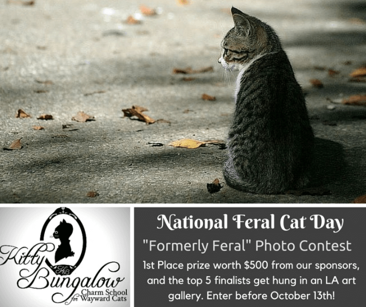 Banner announcing a photo contest for National Feral Cat Day, with cash prizes and photos displayed in an LA art gallery. The picture shows a cat sitting alone in the street.