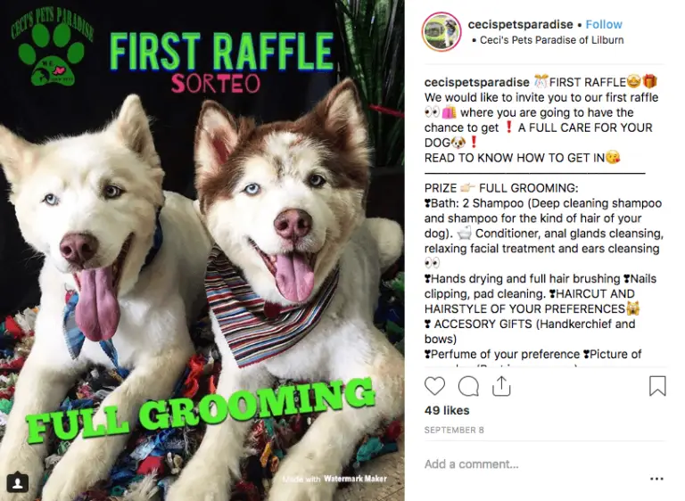 Example of a World Animal Day promotion on Instagram. The image shows two young husky dogs, and the overlay text reads "first raffle: full grooming". The caption explains the details of the prize and how to win.