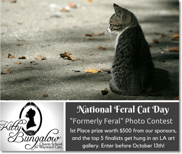 National feral cat day photo contest