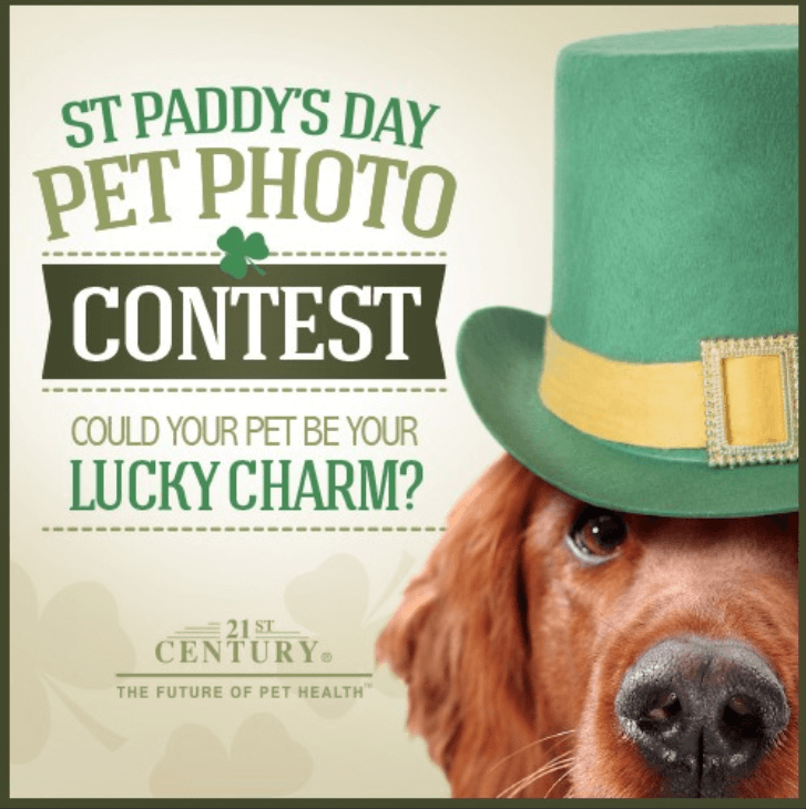 Banner for a Saint Patrick's Day promotion. The image shows a dog wearing a green hat. The text reads: "Saint Paddy's Day pet photo contest. Could your pet be your lucky charm?"
