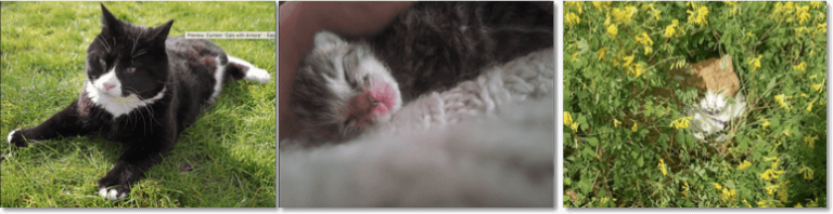 3 entries from the cat photo contest