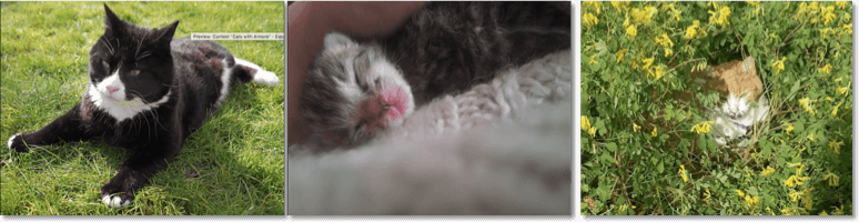 3 entries from the cat photo contest