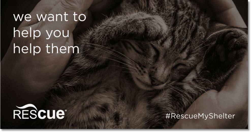 Banner announcing the contest #rescuemyshelter. The title is "We want you to help them", and the photo shows a sleeping kitten.