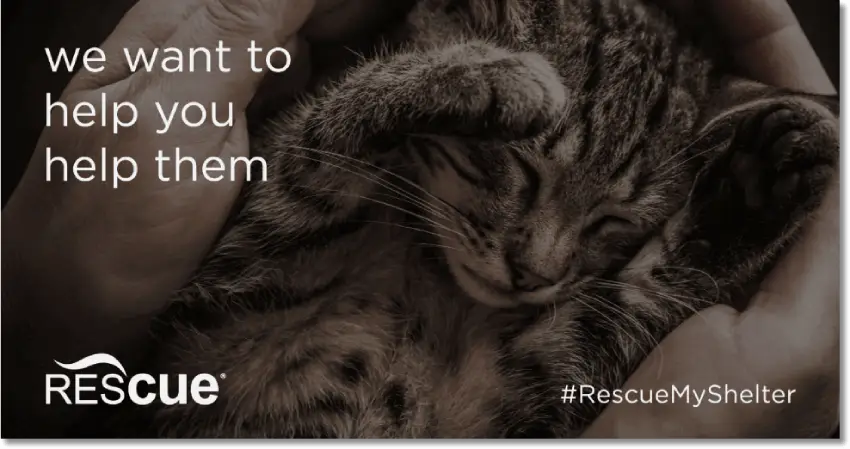 Banner announcing the contest #rescuemyshelter. The title is "We want you to help them", and the photo shows a sleeping kitten.