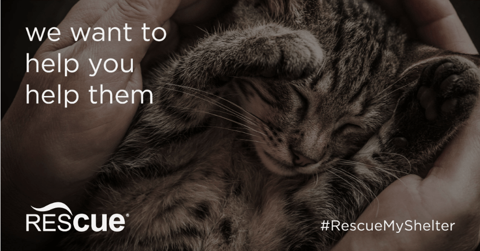 Banner announcing the contest #rescuemyshelter. The title is "We want you to help them", and the photo shows a sleeping kitten.