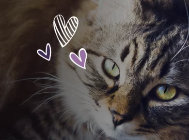 Ideas to celebrate National Cat Day