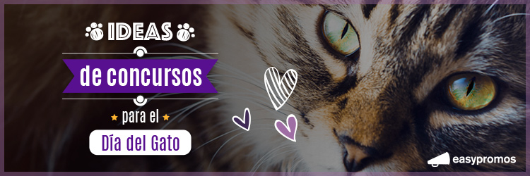 ideas para hacer concurso de gatos